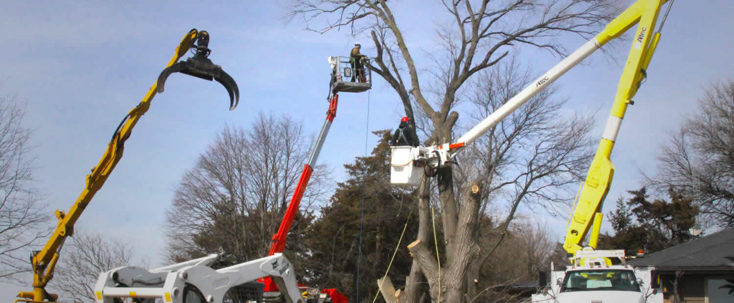 Tree Removal in Houston