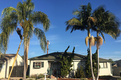Palm species in Sacramento