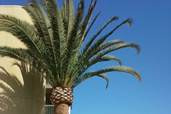 Palm trimming in Sacramento