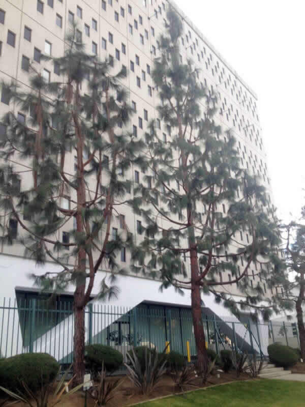 Best Tree Company in Sacramento