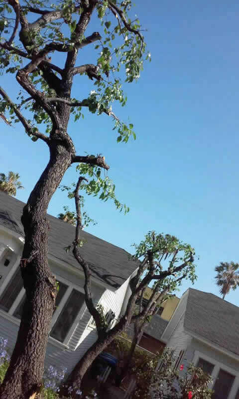 Best Tree Service in Sacramento