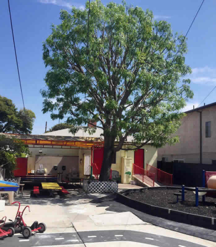 Best Tree Emergency in Sacramento