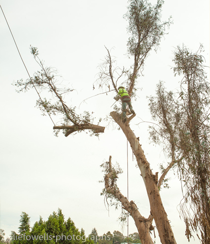 Gallery for Tree Service in Sacramento