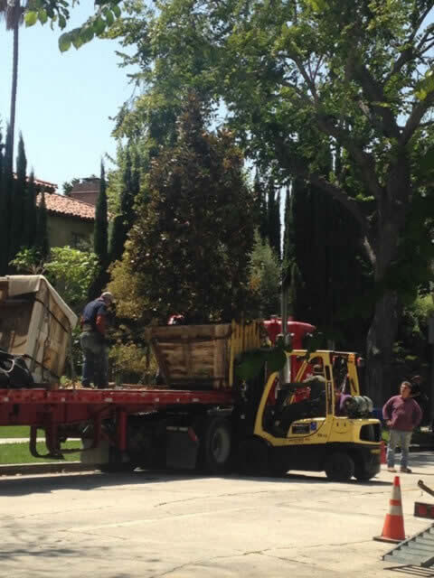 Tree removal services Image-1a Sacramento