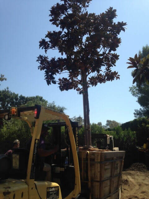 Tree removal services Image-2a Sacramento
